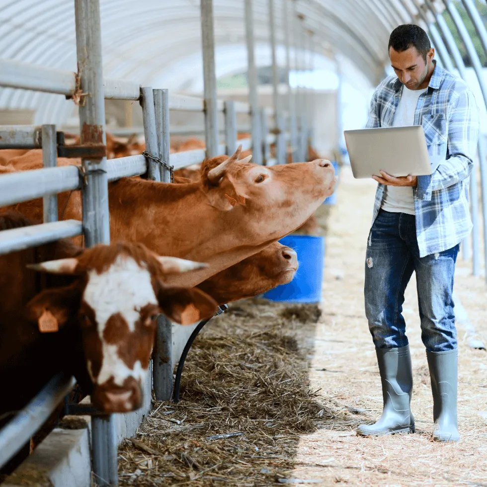 can-I-insure-my-livestock_original Can I Insure My Livestock Original 1
