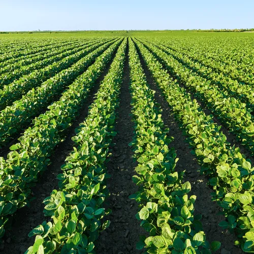 Crops Original 1