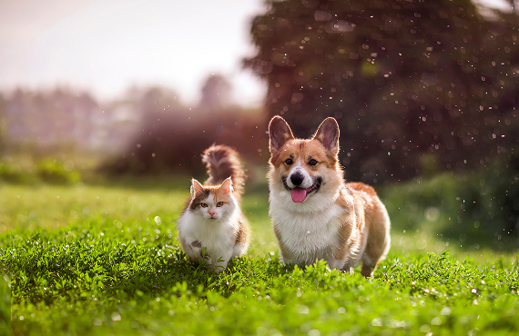 Pet Insurance Cat and dog in a field of grass